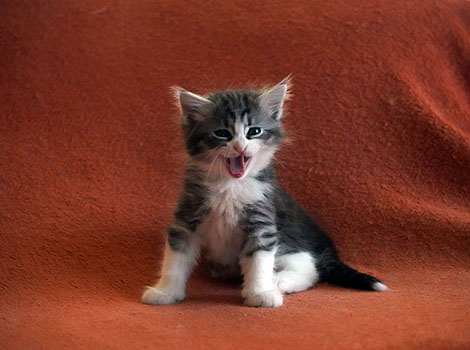 Ursa am 16. Februar 2026